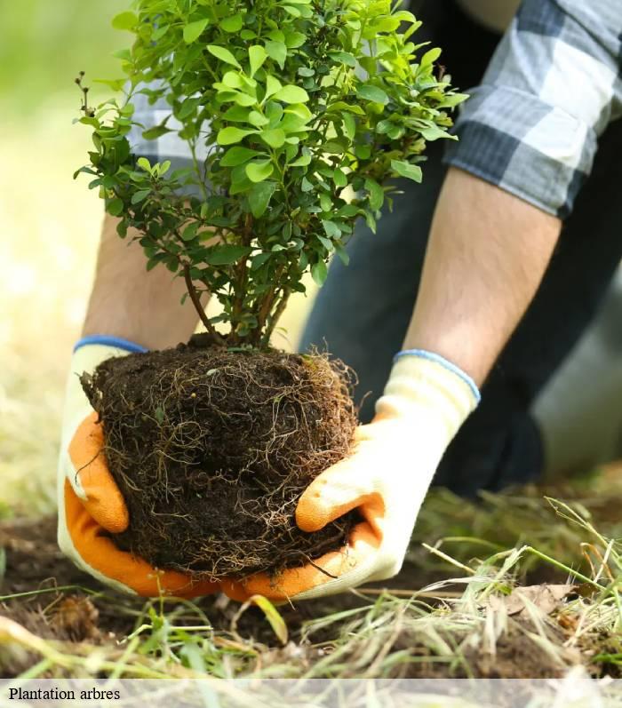 plantation-arbres